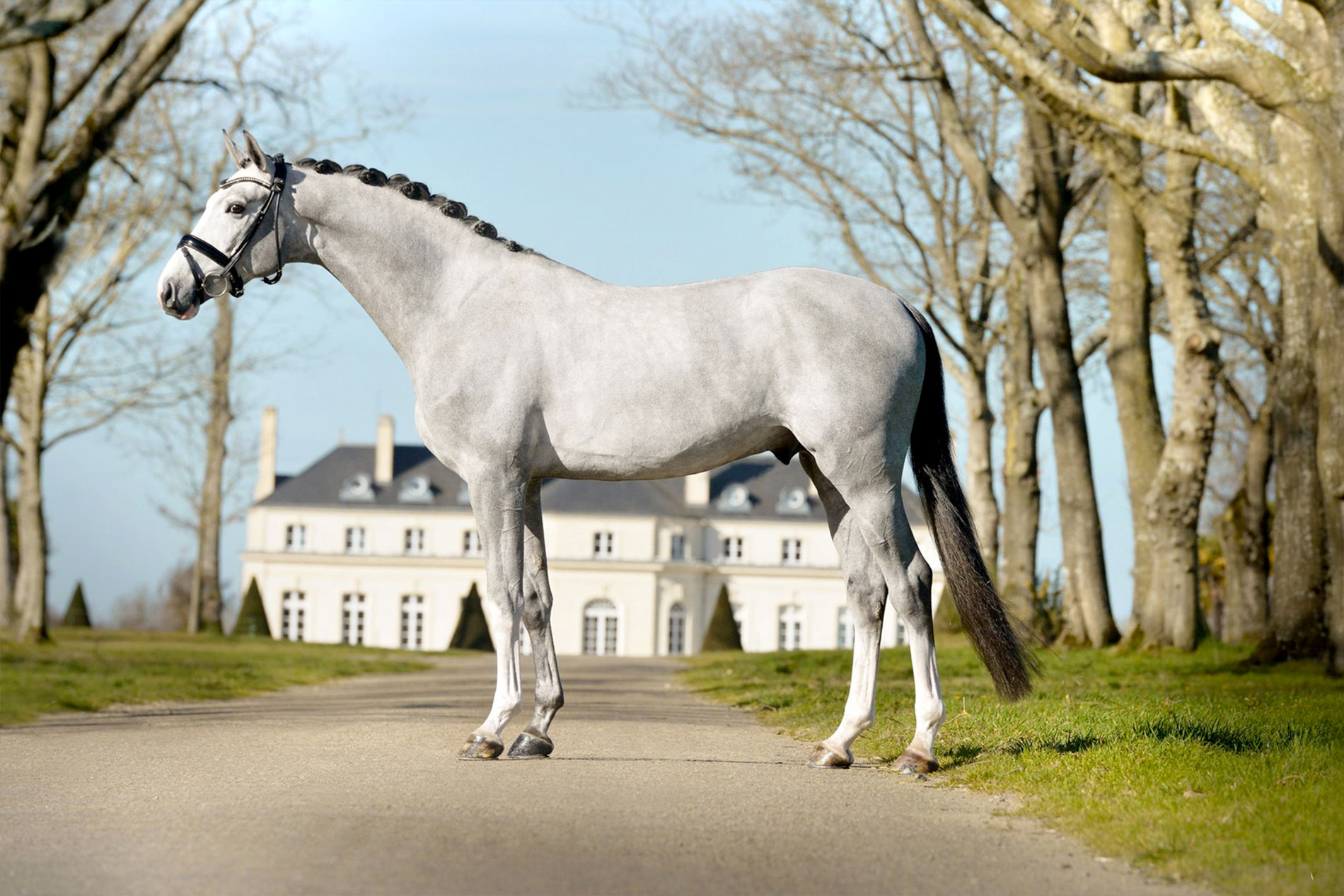 COUP DE COEUR ÉLEVAGE « Chacco White »